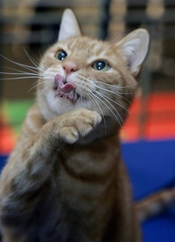 Tyler, a 12-year-old Domestic Shorthair cat, cleans his face during a preview of the 2006 CFA-Iams Cat Championship at New York's Madison Square Garden, Wednesday Oct. 11, 2006. More than 300 felines will compete at the show this weekend to celebrate the 100th anniversary of the Cat Fanciers' Association.