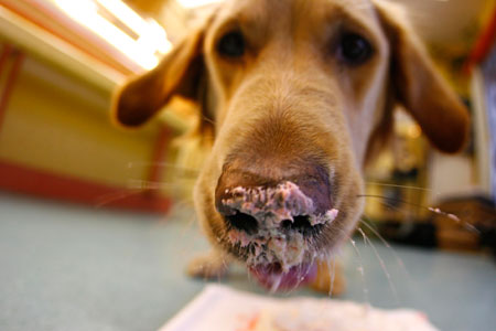 Labrador Ronja enjoys its birthday fancy cake in her owner's dogs-only bakery in the western German city of Wiesbaden January 8, 2007. 