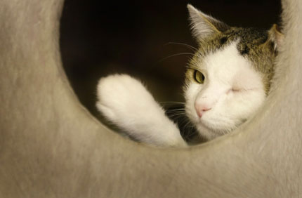 A cat winks while sitting in its cage at the animal shelter in Hanau, near Frankfurt, June 27, 2007. Animal shelters across Germany are overcrowded and animal care activists expects even more animals during the upcoming summer vacation season, when some owners get rid of their pets.