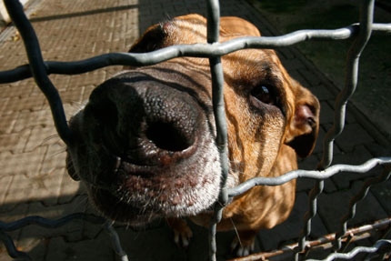 Half-breed staffordshire terrier Emma sits in her kennel at the animal shelter in Heppenheim, some 60 kilometres (37 miles) south of Frankfurt, June 27, 2007. Every year when the summer holidays start in Germany, more than 70,000 pets, mostly cats and dogs are tied up by their owners next to highways or abandoned in cartons in front of animal shelters throughout the country, Deutscher Tierschutzbund reported.