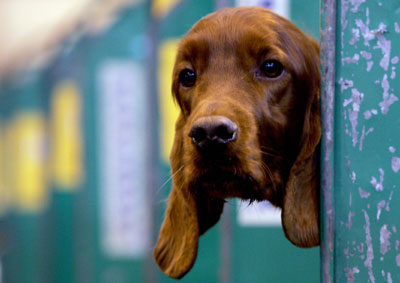 Crufts dog show in Birmingham 