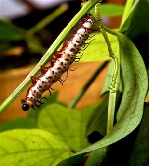 Up close look at butterfly