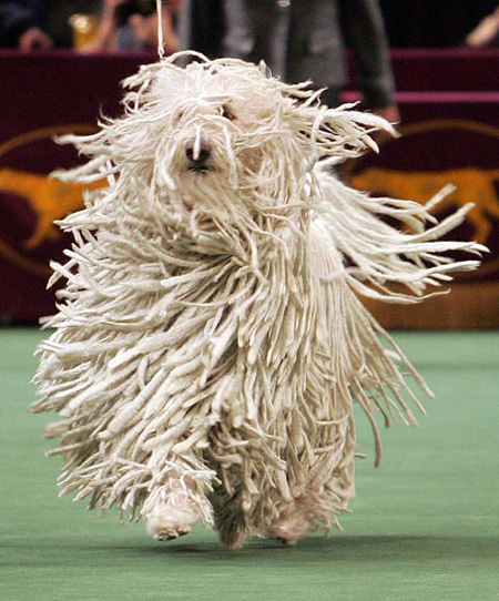 dog or mop