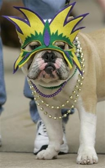 Most Beautiful Bulldog