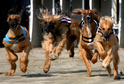 The Greyhound World Championship