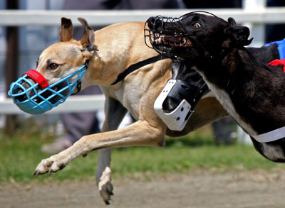 The Greyhound World Championship