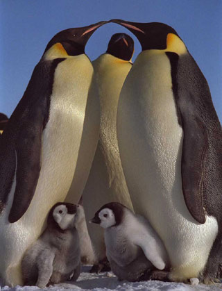 Emperor penguin（皇企鵝）