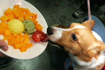 Ice cream parlour for canines