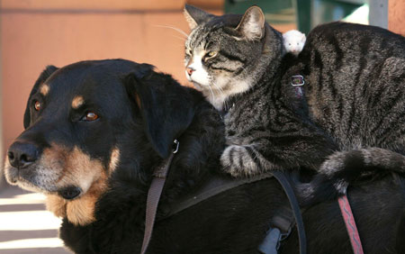 Greg Pike's dog Booger, cat Kitty and white mouse Mousie, rest at the end of a day in Bisbee, Arizona, December 24, 2006.