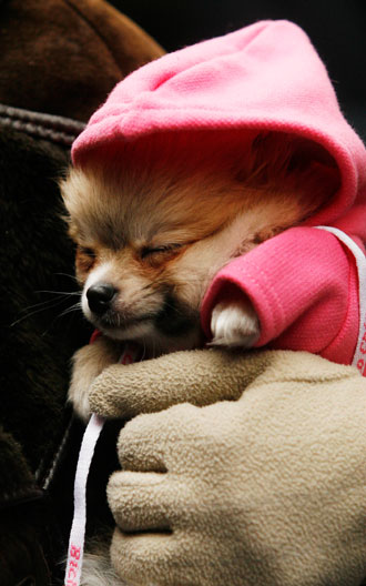 A pet owner waits in line to have her tiny dog blessed at Madrid's San Anton church January 17, 2007.