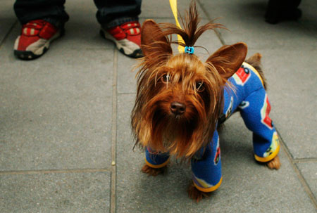 A pet owner waits in line to have her dog blessed at Madrid's San Anton church January 17, 2007. 