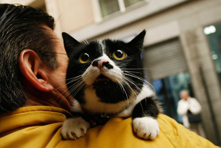 A cat waits to be blessed at Madrid's San Anton church January 17, 2007. 