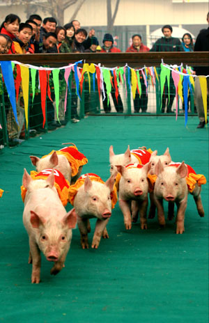 Piglet run