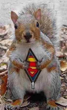 Super-squirrel