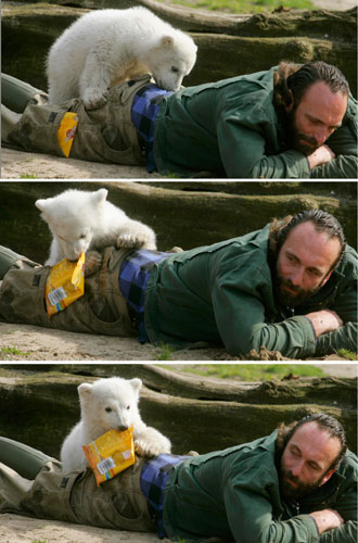 A combination of pictures shows Berlin zoo employee Thomas Doerflein as polar bear cub Knut pulls out a bag with animal food out of his pocket during the bear's first presentation in Berlin zoo, March 23, 2007. 