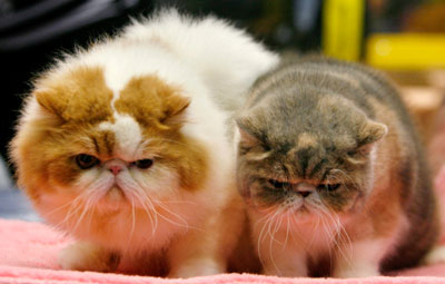 International Cat Show