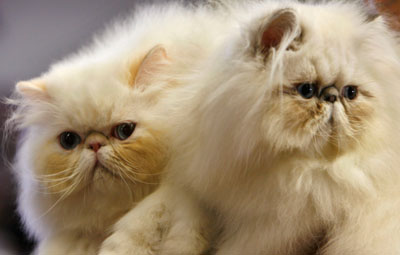 International Cat Show