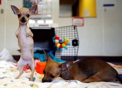 Chihuahuas missing their front legs