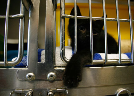 A kitten looks out of its cage at the animal shelter in Heppenheim some 60 kilometres (37 miles) south of Frankfurt June 27, 2007. Every year when the summer holidays start in Germany, more than 70,000 pets, mostly cats and dogs are tied up by their owners next to highways or abandoned in cartons in front of animal shelters throughout the country, Deutscher Tierschutzbund reported.