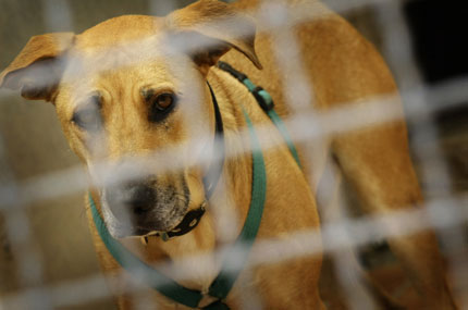 A dog looks out of its cage at the animal shelter in Hanau, near Frankfurt, June 27, 2007. Animal shelters across Germany are overcrowded and animal care activists expects even more animals during the upcoming summer vacation season, when some owners get rid of their pets.