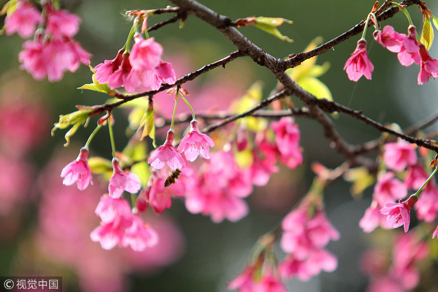 踏青季：春天盛開的9種鮮花 哪一種最美？（組圖）