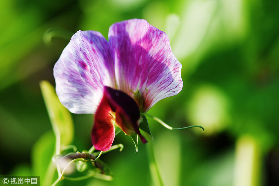 踏青季：春天盛開的9種鮮花 哪一種最美？（組圖）