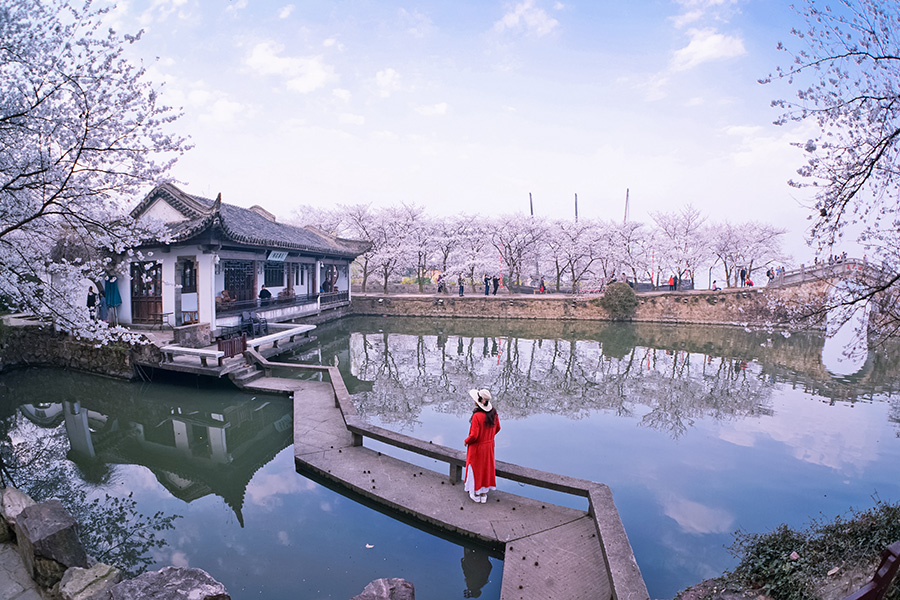 無錫黿頭渚櫻花盛開 景色醉人（組圖）