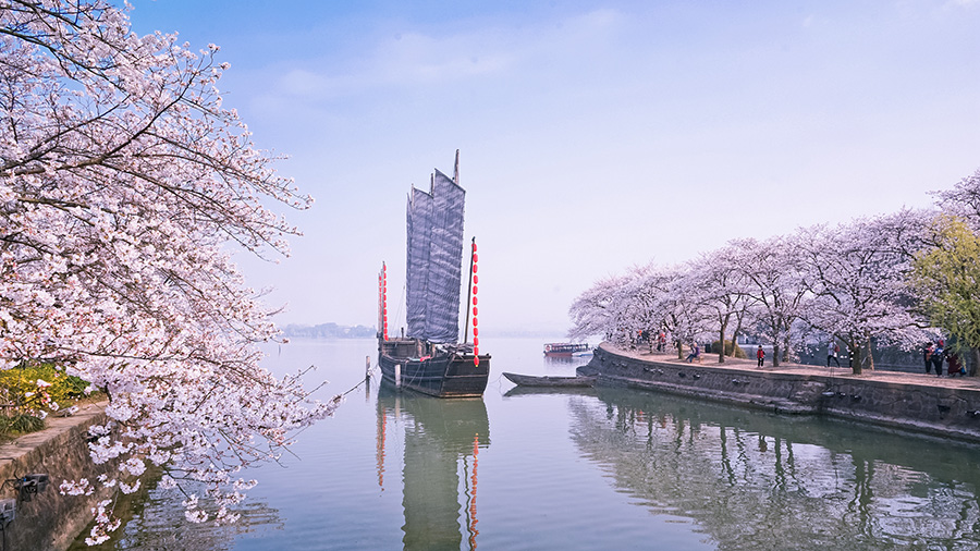 無錫黿頭渚櫻花盛開 景色醉人（組圖）