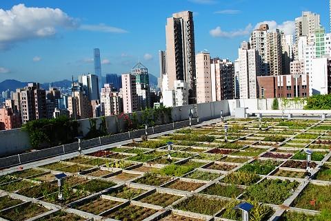 Scholar hopes to cool city by covering roofs with greenery