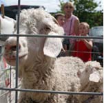 Raising goats for their hair