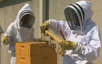 Rooftop beehives sweeten hotel offerings