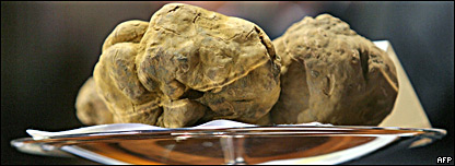 Giant Truffle Auction 大型松露拍賣會