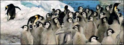 Emperor Penguins at Risk 南極皇帝企鵝危機(jī)