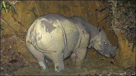 Sumatran Rhinos 蘇門(mén)答臘犀牛