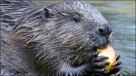 Beavers Back In Britain 河貍歸來