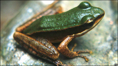 Frog Antibiotics 青蛙體內(nèi)發(fā)現(xiàn)一種天然抗生素