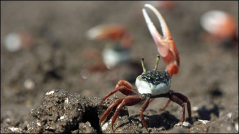 Robocrab 機(jī)械螃蟹