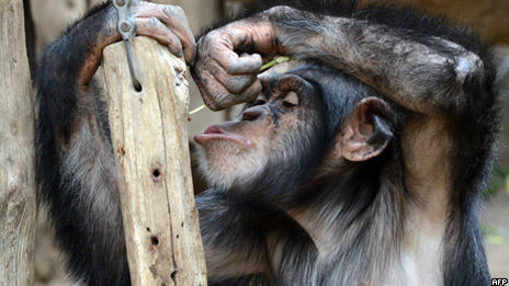 Chimpanzees throw tantrums 黑猩猩會(huì)發(fā)脾氣