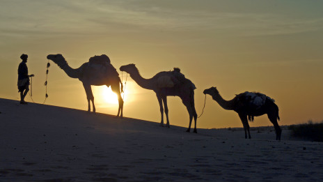 Middle East virus possibly spread by camels 中東病毒可能源于駱駝