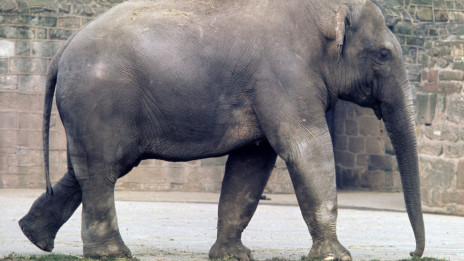 Threat to Asian elephants 非法交易威脅大象生存