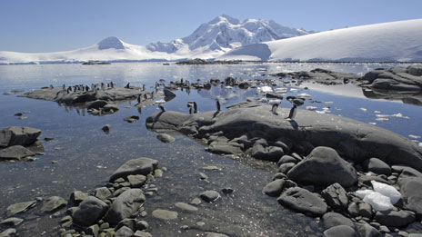 Penguins lost ability to taste fish 企鵝失去對魚的味覺