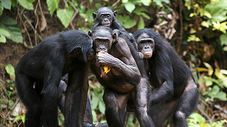 Bonobos' clue to speech evolution 倭黑猩猩的叫聲為語言進化提供線索