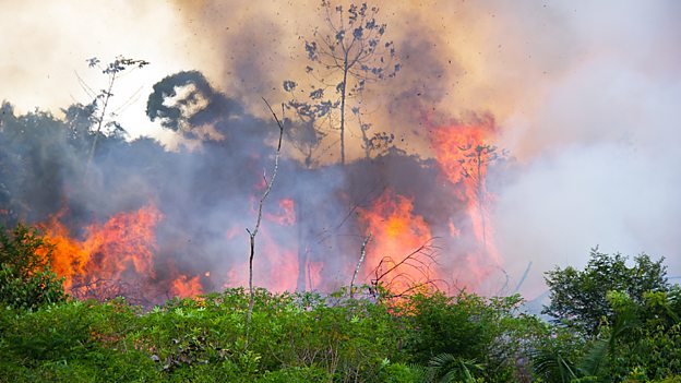 Humans make rainforest more flammable 人類活動(dòng)使熱帶雨林更易燃