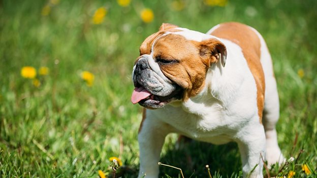 English Bulldog in need of 'new blood' 英國(guó)斗牛犬需通過(guò)雜交改善健康