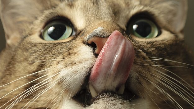 Cat got your tongue? 不吭聲，無言以對