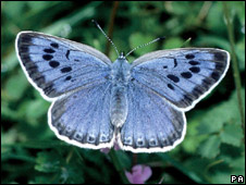 UK Butterflies In Decline 英國(guó)蝴蝶蹤跡難覓