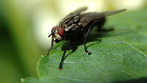 Help! There's a fly in my ear! 雞毛蒜皮小事 濫用999求救電話