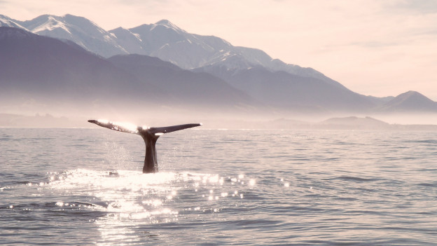 Have a whale of a time 玩得非常痛快