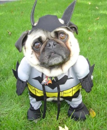 Batman's dog 蝙蝠俠之狗