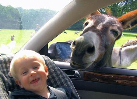 Drive through zoo 當人類從動物園駛過